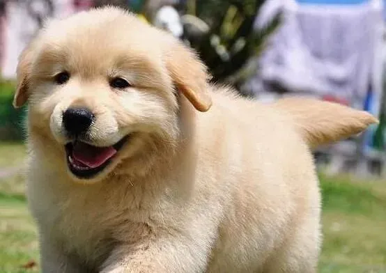 金毛|带金毛犬主人轻松走出喂养的误区