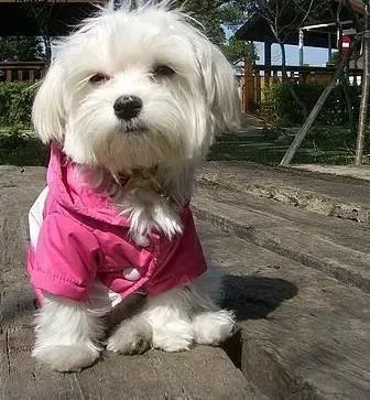马尔济斯|马尔济斯犬洗完澡可以直接打疫苗吗