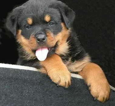 罗威纳犬|罗威纳犬狗瘟后遗症抽搐能治好吗