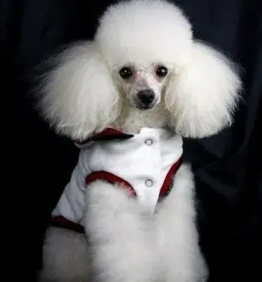 贵宾犬|贵宾犬以前喝酸奶便便有点稀 是不是应该换别的食物