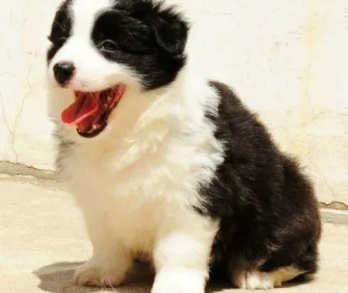边境牧羊犬|如何正确抢救生病的边境牧羊犬