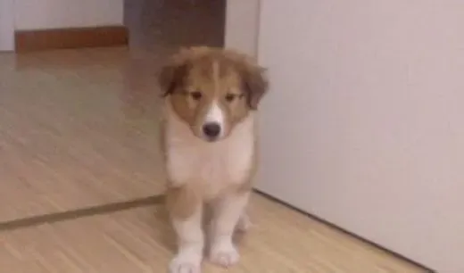 苏格兰牧羊犬|如何控制好苏格兰牧羊犬每日的食量