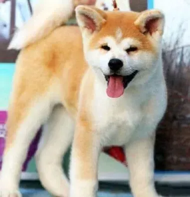 秋田犬|没有断奶的秋田幼犬怎样照顾最合理