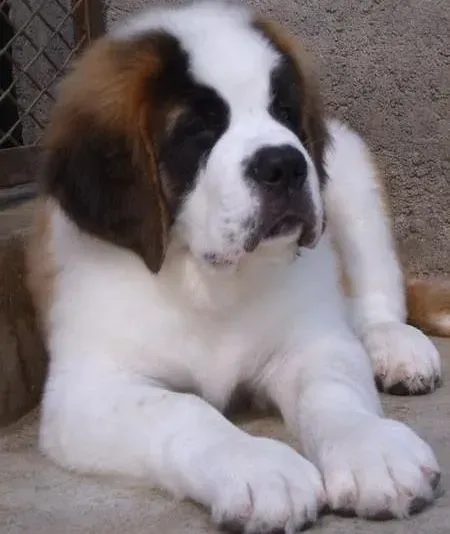 圣伯纳犬|圣伯纳犬着凉呕吐白色粘稠物如何是好