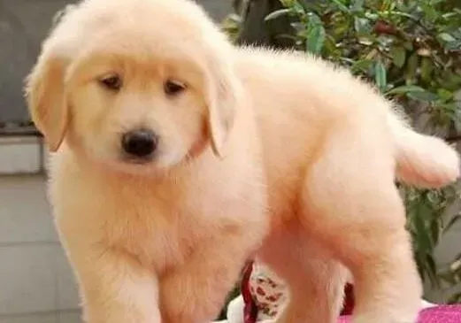 金毛|正常情况下金毛犬怀孕多少天会生宝宝