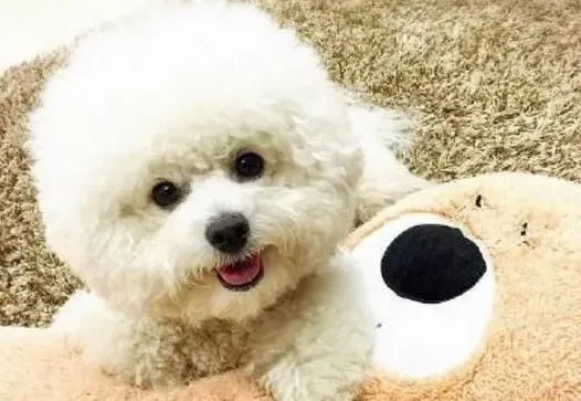 比熊犬和泰迪犬杂交 智商有大可能挺高 | 比熊犬