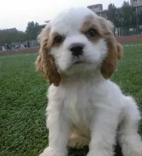 可卡犬|生活中可以引起可卡犬中毒的食物