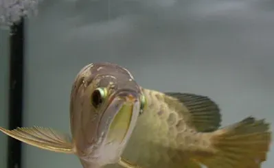 龙鱼如何调色饲养 起色饲养不可忽略 | 龙鱼