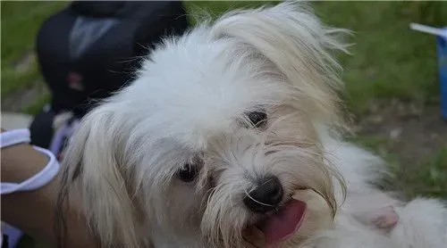 西施犬习性 成犬可与具爱心幼童相处无碍 | 西施犬