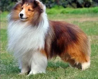 喜乐蒂|喜乐蒂犬吃哪些食物可以补钙