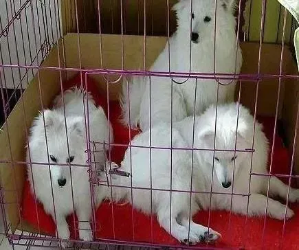 银狐犬|银狐犬不知道为什么总咬自己的大腿