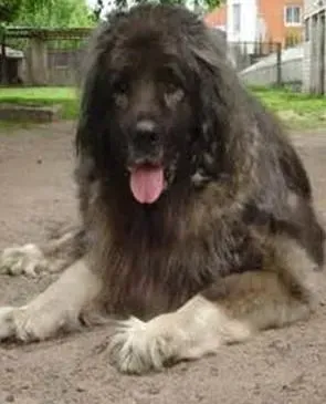 高加索犬|顽皮狗狗爱洗澡 怎样正确的给高加索犬洗澡