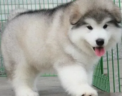 阿拉斯加犬|3个月的阿拉斯加犬浑身上下哪都痒 可以洗澡吗