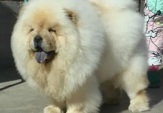 松狮犬|适合松狮犬磨牙的物品都有哪些种类
