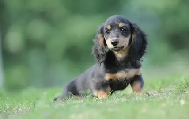 腊肠犬|腊肠犬呕吐水和泡沫不吃东西，没有精神是怎么了