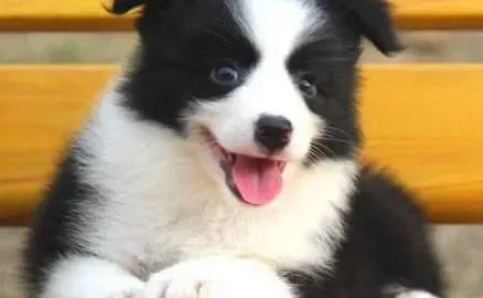 边境牧羊犬|怎么照顾新出生的边境牧羊犬幼犬