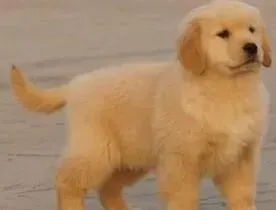 金毛|金毛犬吃了火腿肠的塑料皮有没有事儿啊