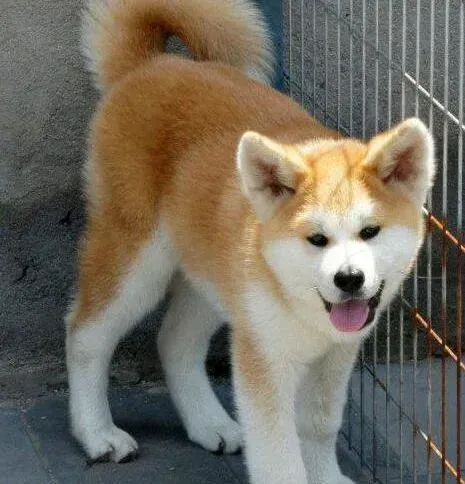 秋田犬|秋田犬细小康复期大便带血是什么问题