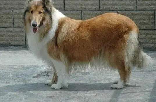 苏格兰牧羊犬|给苏格兰牧羊犬穿衣服应该避免哪些问题