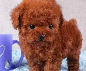 泰迪犬|怎样做能够让泰迪犬乖乖的定点排便
