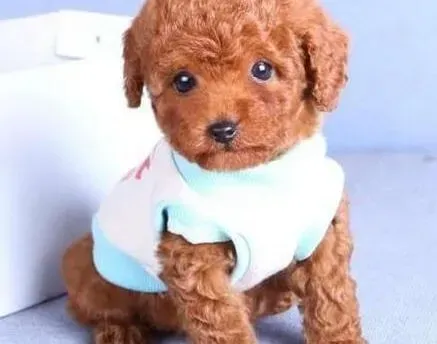贵宾犬|贵宾犬太瘦了如何喂养让它变的胖胖的啊