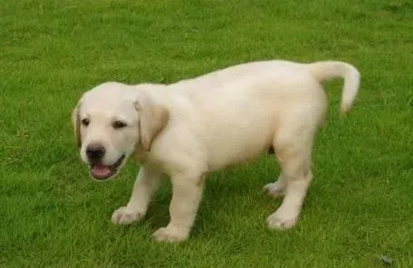 拉布拉多|经常给拉布拉多犬骨头吃好不好