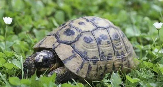 乌龟怎么养才能下蛋 七八月时产卵的高峰期 | 乌龟