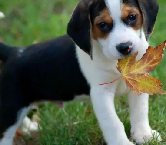 比格犬|我家比格犬最近有点拉肚子怎么办