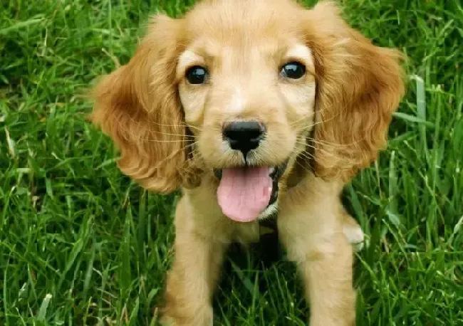 可卡犬|日常生活中喂养可卡犬需要注意哪些要点