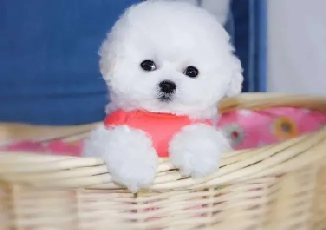 比熊犬|比熊犬最近严重掉毛这是正常现象吗