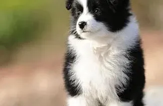 边境牧羊犬|护理刚出生的边境牧羊犬小编教你一招