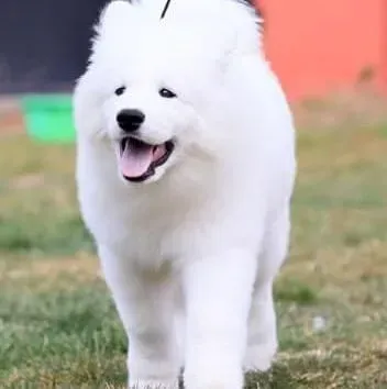 萨摩耶|造成萨摩耶犬生病的罪魁祸首——偏食挑食