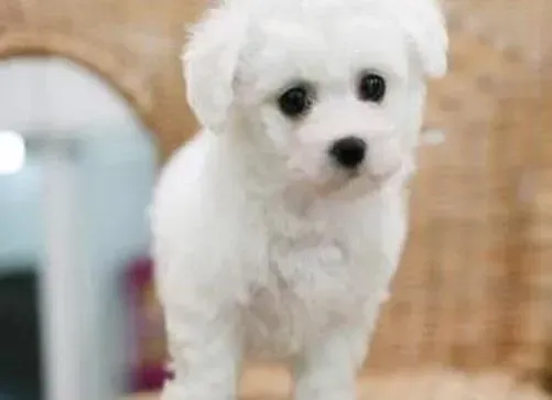 比熊犬|如何正确的理解比熊犬的复仇心理