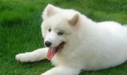 萨摩耶犬咳嗽 主要是由于气温差变化较大引起 | 萨摩耶