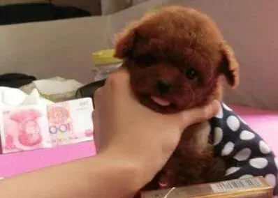 泰迪犬|小泰迪犬拉墨绿色水状便便是怎么了
