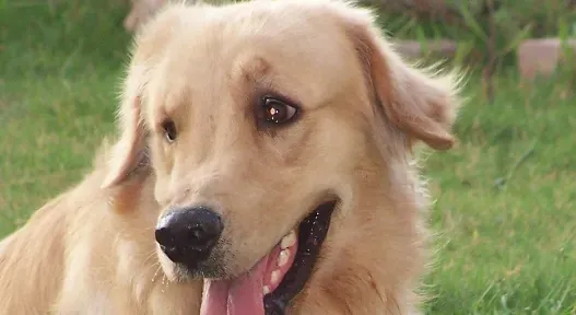 金毛寻回犬什么时候开始训练 一岁是最好训练时机 | 金毛寻回犬