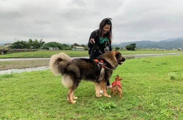 高加索汪帮小猫理毛 阿母：每只都跟淋雨一样! | 狗