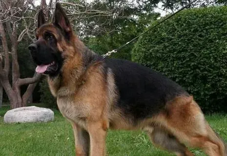 德国牧羊犬|德国牧羊犬换毛期间要多久应如何处理这些毛发