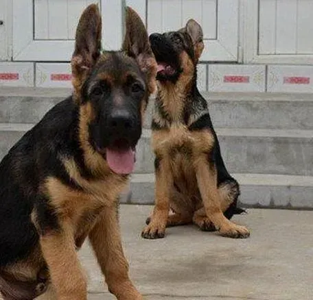 德国牧羊犬|德国牧羊犬得细小如果好转有哪些特征