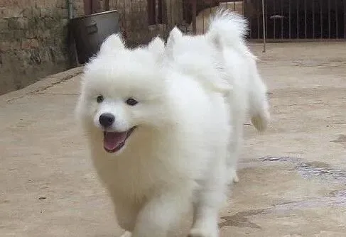 萨摩耶|萨摩耶在幼犬时期可以使用尿布片吗