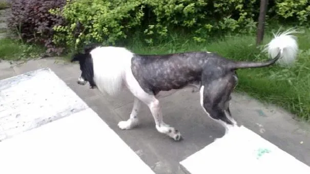 边境牧羊犬|夏天到了！边牧需要剃毛吗 怎样帮边境牧羊犬散热呢