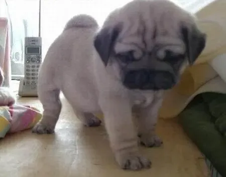 巴哥犬|关于巴哥犬发情时期我们该注意的问题