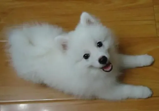 银狐犬|银狐犬好养吗 饲养银狐犬需要注意哪些事项