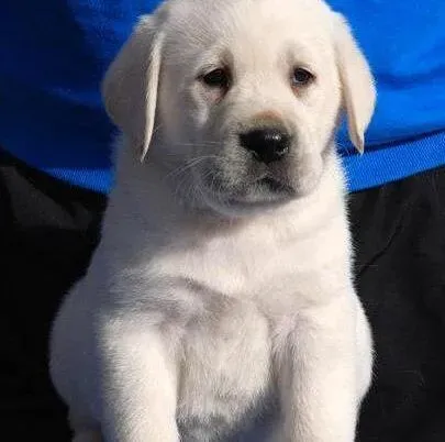 拉布拉多|怎样避免拉布拉多犬运动中受到伤害
