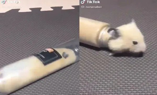 小仓鼠玩宝特瓶 简直是仓鼠版的儿童隧道 | 鼠