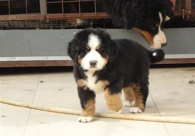 伯恩山犬|饲养伯恩山犬要做好提前量