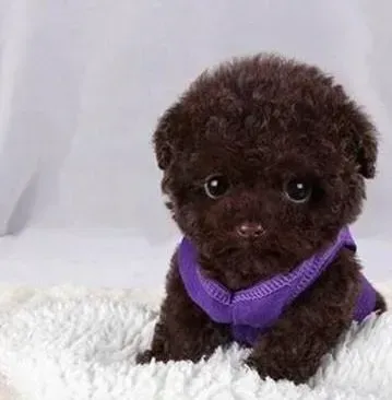 泰迪犬|不同时期的泰迪犬喂养方式是怎样的