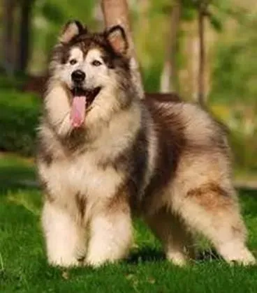阿拉斯加犬|那些你忽视的引起阿拉斯加雪橇犬掉毛的原因