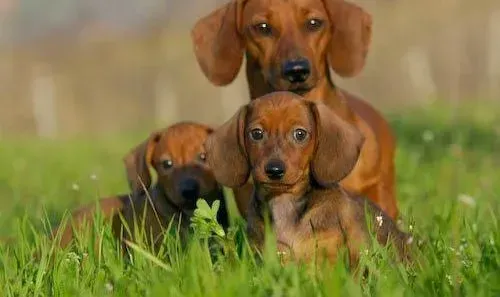 腊肠犬|腊肠犬大腿内侧有多颗水泡是什么东西