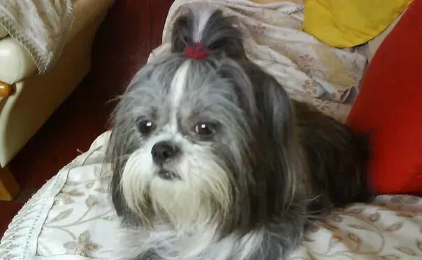 西施犬习性 成犬可与具爱心幼童相处无碍 | 西施犬